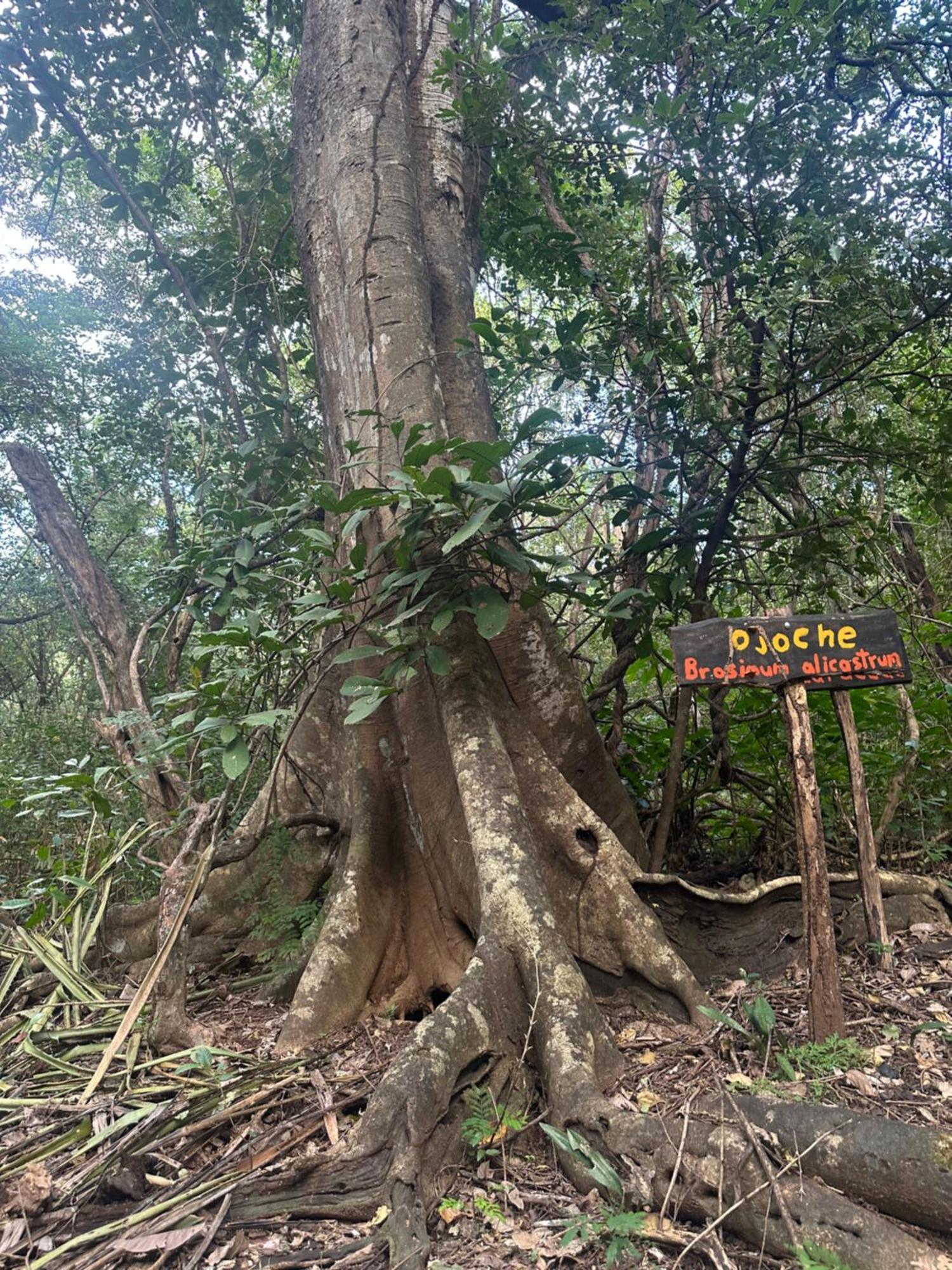 Finca Avellanas Lorena Luaran gambar