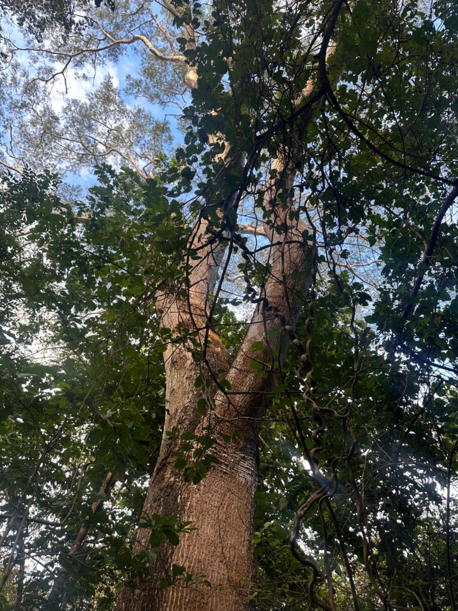 Finca Avellanas Lorena Luaran gambar